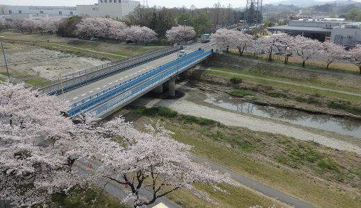埼玉工場隣の小山川の桜です。